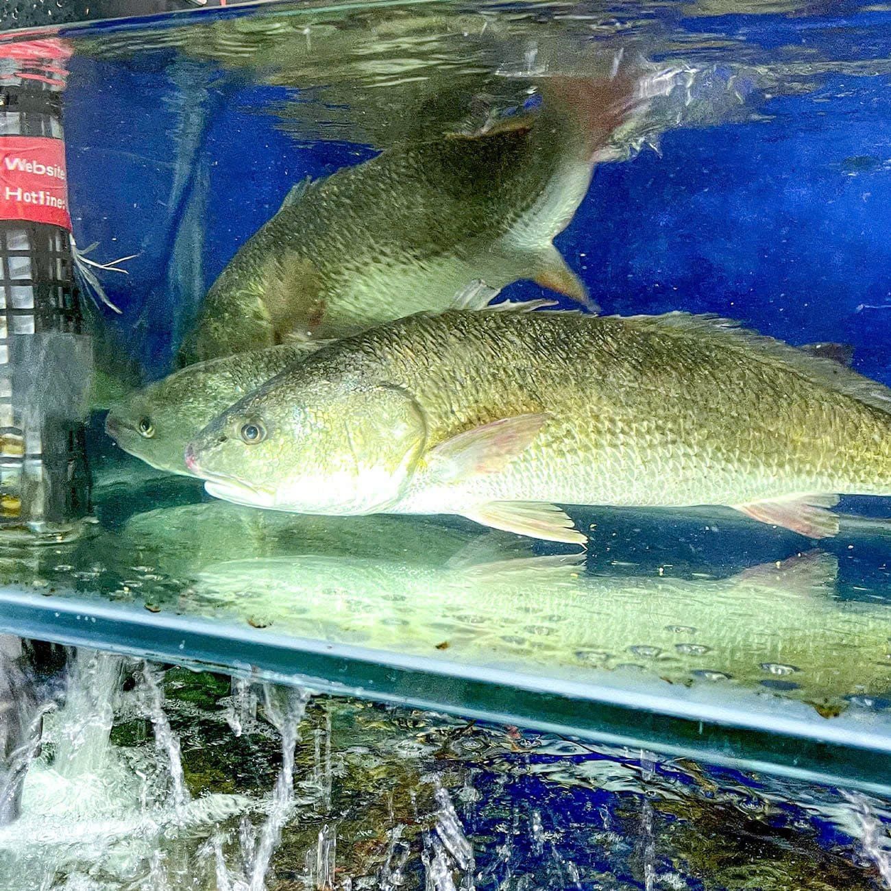 Cá Sủ nướng