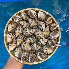 Ốc hương xào