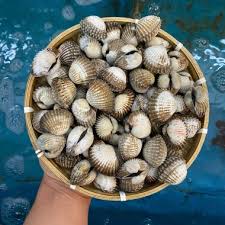Sò huyết hấp